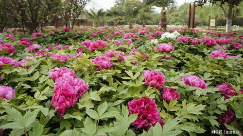 龙池牡丹助推菏泽 花样经济 怒放