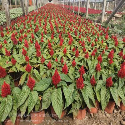 青州花卉种植基地;十一节日用花常见种类;国庆节花坛花卉