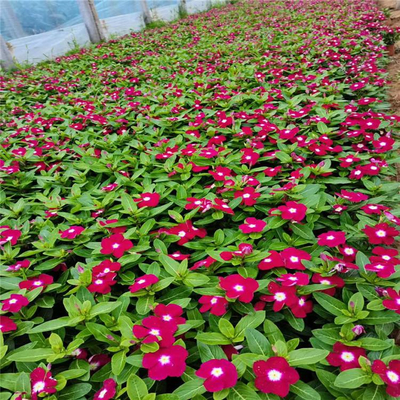 长春花 种植基地 天天开 友胜花卉 花苗价格