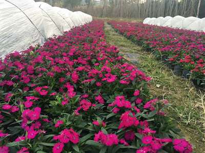 时花石竹花 多色石竹花 高15公分时花石竹花