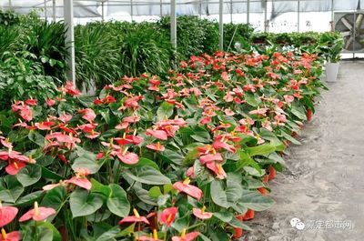 【独家重磅】嘉定新开2000㎡花卉种植基地!1元5元7元买到手软!