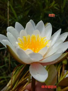 品种睡莲供应商哪家好 品种睡莲哪里找