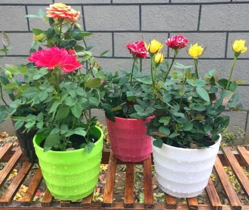 什么花卉可在家里栽植