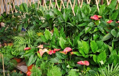 2016年种植什么最赚钱?-三农致富经