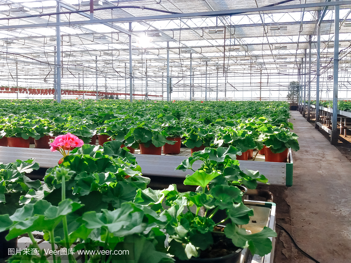 栽培的观赏花卉生长在一个商业塑料箔覆盖的园艺温室