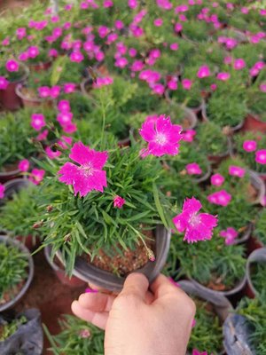 花海绿化花卉彩虹石竹 欧石竹宿根 耐寒耐旱欧石竹营养杯