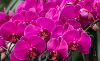 2017全国花卉产销情况回顾 花多采