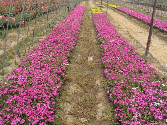 【宿根花卉价格,芳青花卉苗,宿根花卉】价格,厂家,花卉种子种苗-搜了网