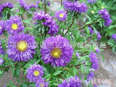 【矮翠菊花卉种子矮翠菊珍妮种子园艺种子货源稳定】喀喇沁旗锦绣花卉种植销售处 - 产品库