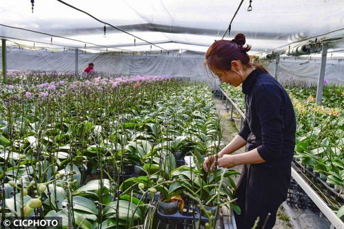 山东青州 花卉种植 助农增收