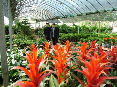 【花卉种植温室厂家_太原花卉种植】花卉种植温室厂家_太原花卉种植批发价格,厂家,图片,太原益兴诚温室工程 -