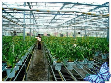 苗床网厂 苗床网价格 苗床网规格 苗床网用途 苗床网厂 苗床网价格 苗床网规格 苗床网用途 安平县滕旭金属丝网制品厂