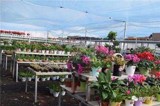 樟树这家花卉种植基地逆天啦 老板豪气全城大赠送 300盆精品盆景等你来拿 再不来就没了......