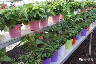 樟树这家花卉种植基地逆天啦 老板豪气全城大赠送 300盆精品盆景等你来拿 再不来就没了......
