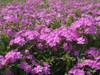 宿根花卉