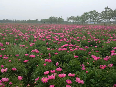 赤芍种植