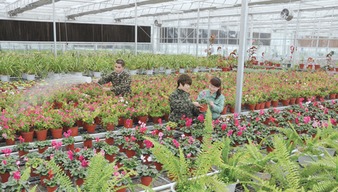 齐齐哈尔 甘南兴十四村花卉种植成亮点