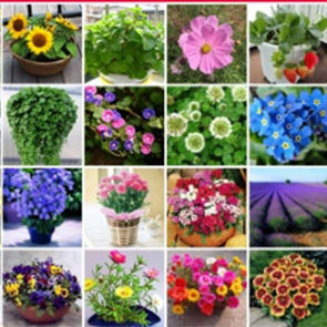 四季花卉种子四季开花移易种