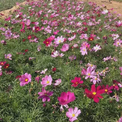 鑫超花卉 波斯菊 绿化工程