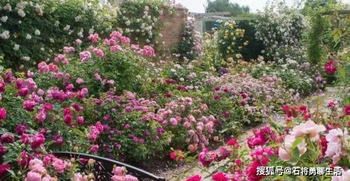 这种花,被誉为 开花机 ,养护简单,花型紧簇,一年四季都开花