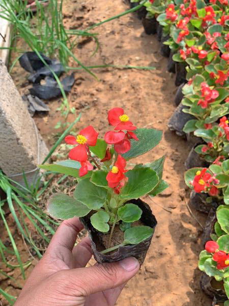 青州宿根花卉种植基地价格 青州宿根花卉种植基地厂家批发 