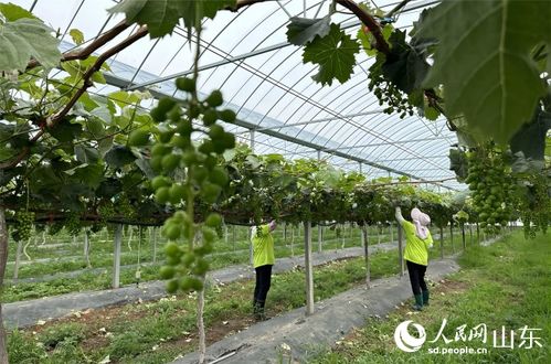 科创中国 山东实践 助科技之花结产业硕果