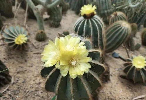 19元起 北京丰台世界花卉大观园2000种植物与你邂逅