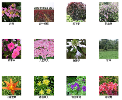 河北定州花灌木基地-产品6