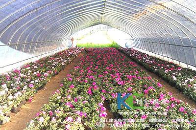 一亩花卉种植温室大棚造价多少钱