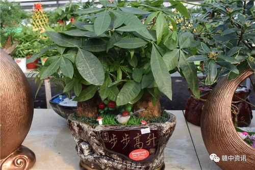 樟树这家花卉种植基地逆天啦 老板豪气全城大赠送 300盆精品盆景等你来拿 再不来就没了......
