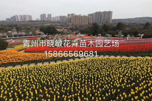【薰衣草花海苗】-