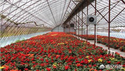 农村致富新出路,花卉种植大有可为