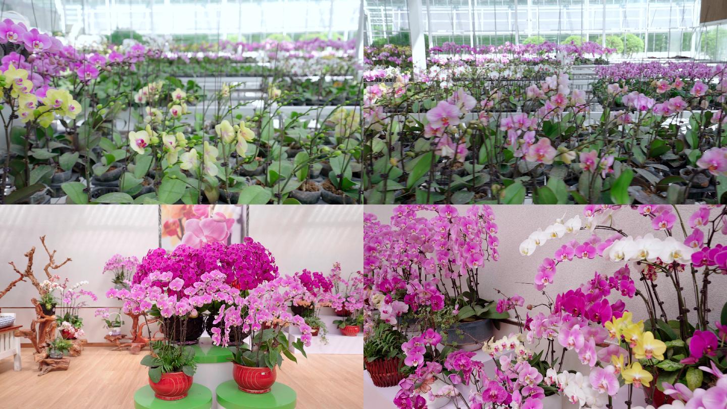 4K温室里培育的兰花-蝴蝶兰花卉种植兰花