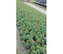 园林花卉