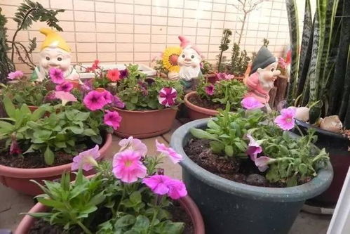 现在这个季节,阳台上适合种什么花卉