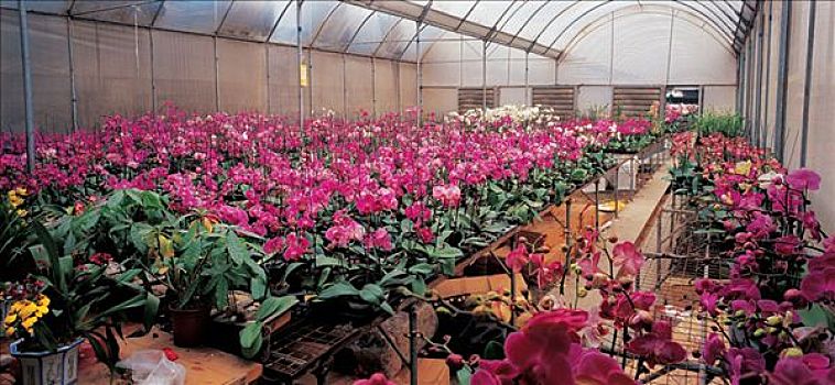 花卉市场