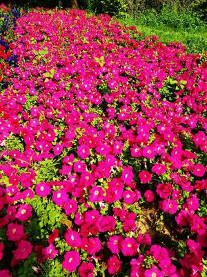 景观花卉:矮牵牛