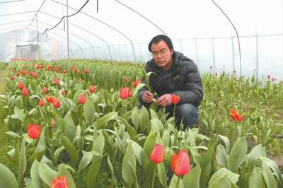 鲜花种植:郁金香高产种植技术,情人节不要再买花了