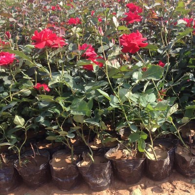 草花批发 月季批发 花卉种植批发 青州鑫超图片_高清图_细节图