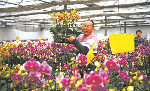 江苏无锡 年花俏