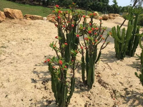 适合粗养的4种观赏花卉,盆土偶尔干燥,适当控水,才容易开花