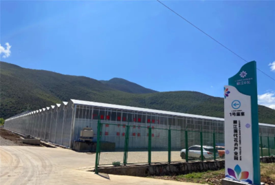云南丽江:“80后”为花卉产业注入新鲜血液