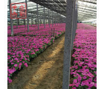 山东草花种植基地