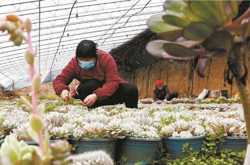 石家庄市栾城区花卉种植 助农增收