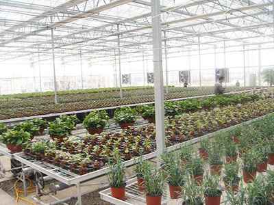 花卉种植出售产品大图