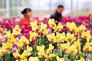 春季游哪最好 国内鲜花种植基地赏花去