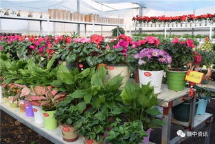 樟树这家花卉种植基地逆天啦 老板豪气全城大赠送 300盆精品盆景等你来拿 再不来就没了......