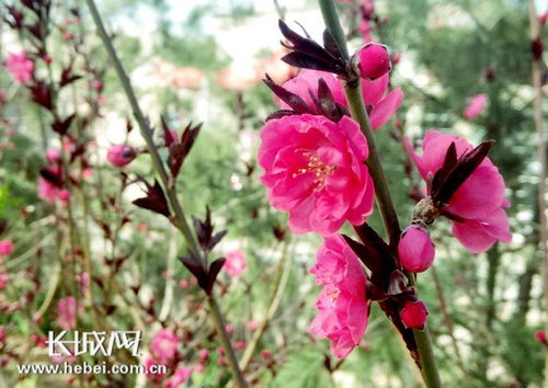 清明假期踏青赏花何处去 河北37条 春观花 精品线路等你游