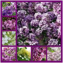 【丁香花苗】最新最全丁香花苗 产品参考信息