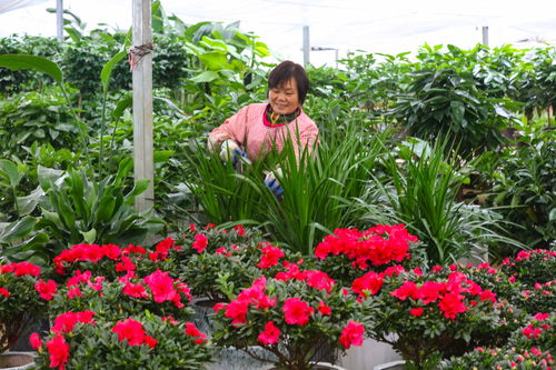 光山 鲜花种植走上致富路